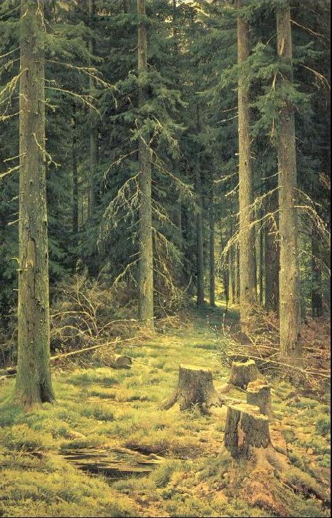 Coniferous Forest, Ivan Shishkin